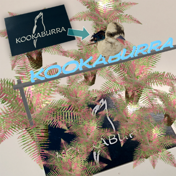 KOOKABURRAが名刺からAR体験を提供しているイメージ